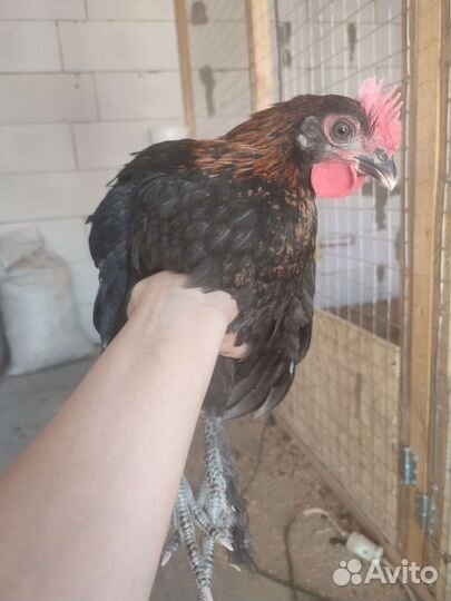 Петухи Маран черно медный, Араукана