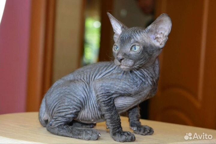 Котята сфинкс