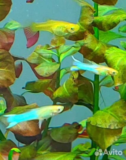 Гуппи Эндлера Голубое золото blue gold