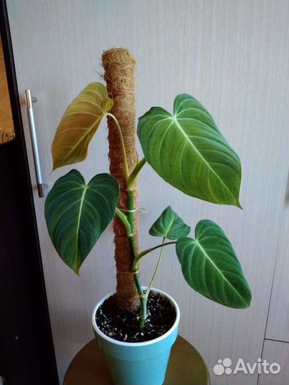 Филодендроны