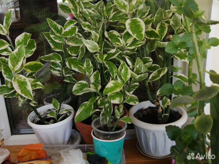 Комнатные растения