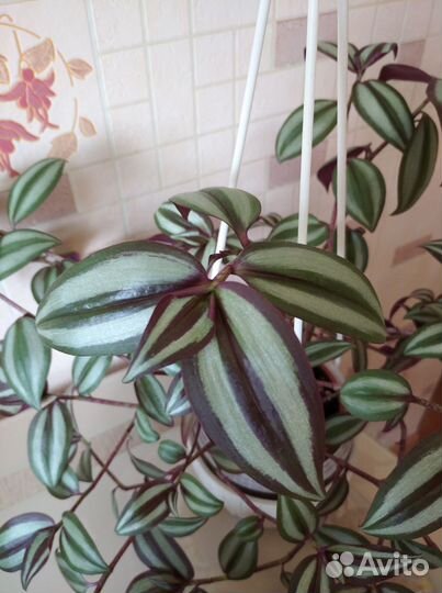 Фикус Бенджамина, Каллизия и др