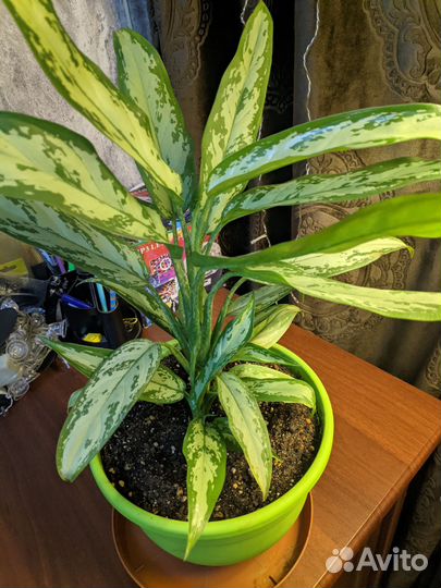 Комнатные растения цветы