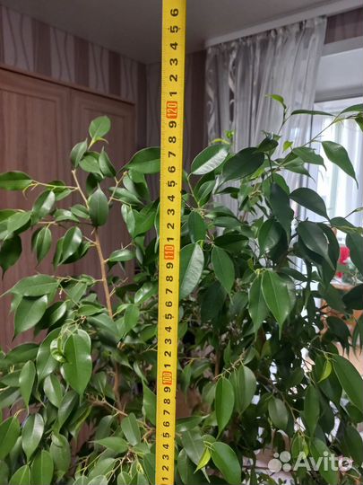 Фикус бенджамина пестролистный