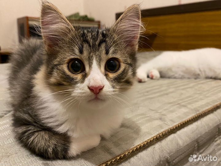 Кошка, котята