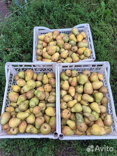 Груши
