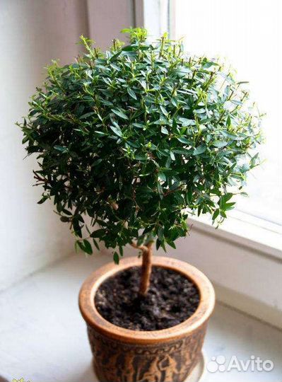 Мирт мелколистный (Миртовое дерево)