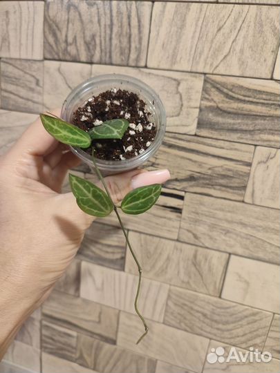 Дисхидия овата