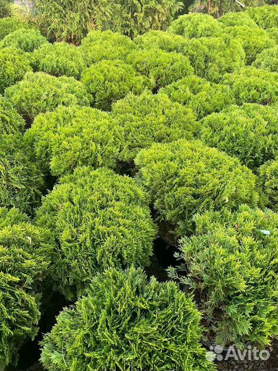 Туи, Туя Даника