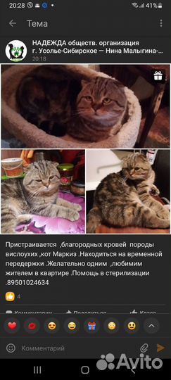 Кошки в добрые руки