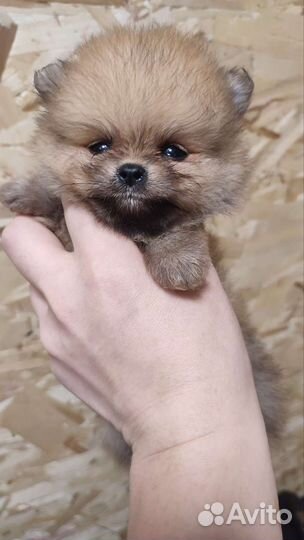 Шпиц померанский