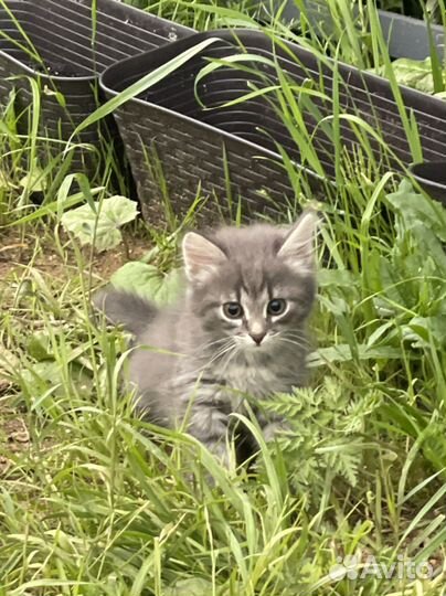 Котенок мальчик 2 мес бесплатно