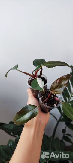 Филодендрон розовая принцесса