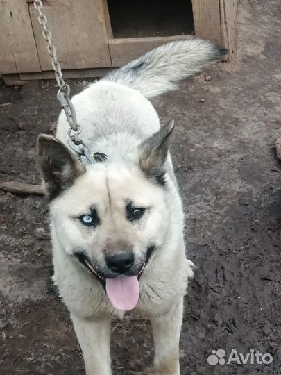 Сибирский хаски