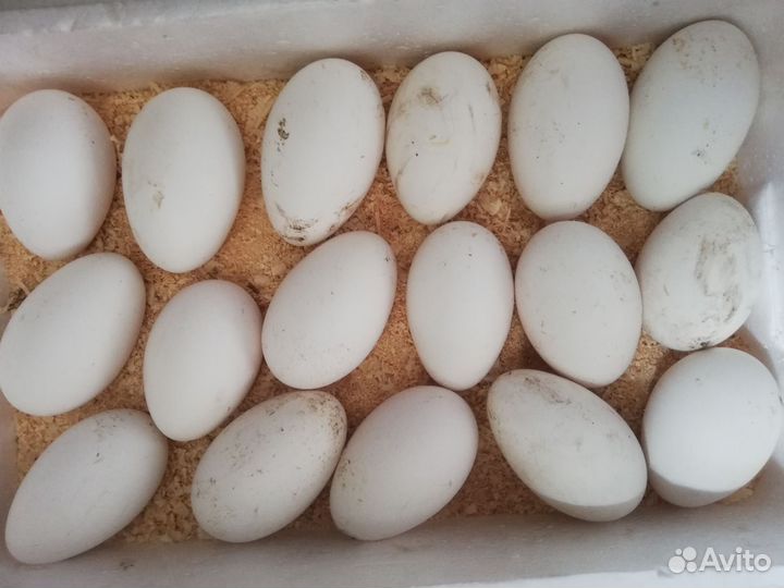 Инкубационное яйцо гусей холмогоров