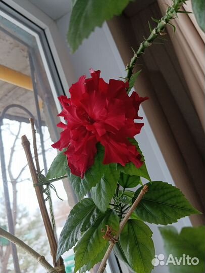 Комнатные растения