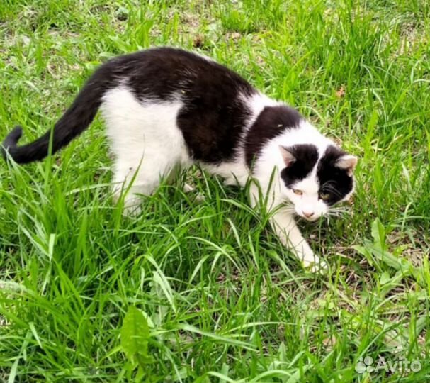 Кот в добрые руки