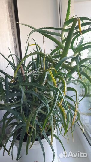 Алоэ лечебный