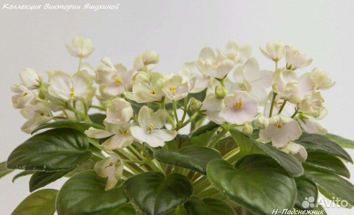 Мини фиалки