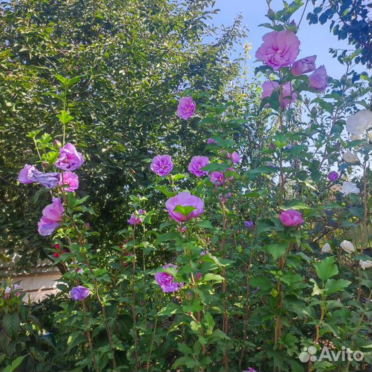 Гибискус шифон древовидный