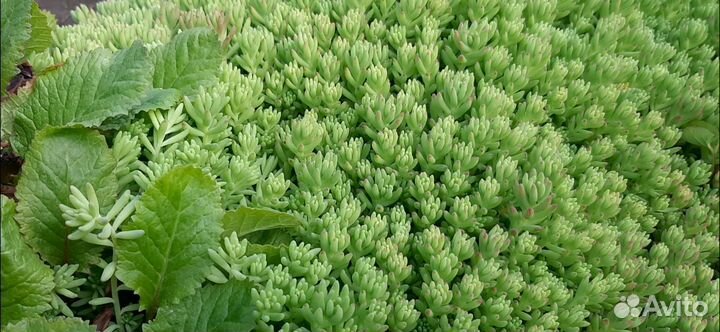 Мох стелющийся многолетник