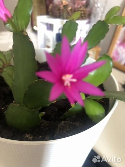 Рипсалидопсис