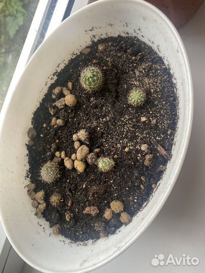 Отростки (детки) кактусов