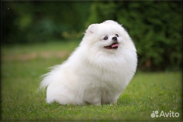 Померанский шпиц белый - Вязка. Продажа его щенков