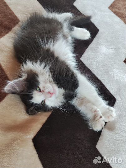 Ласковый котенок