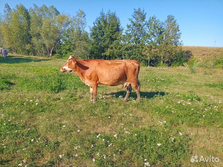 Телка 3 года
