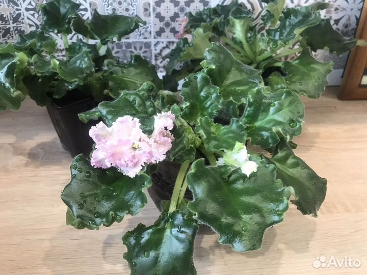 Фиалка махровая