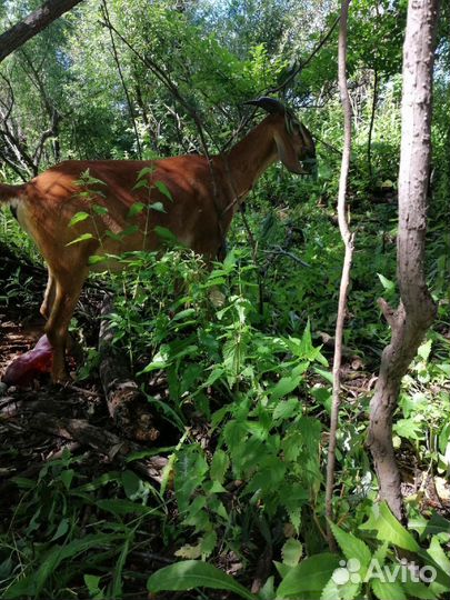 Продам дойных коз