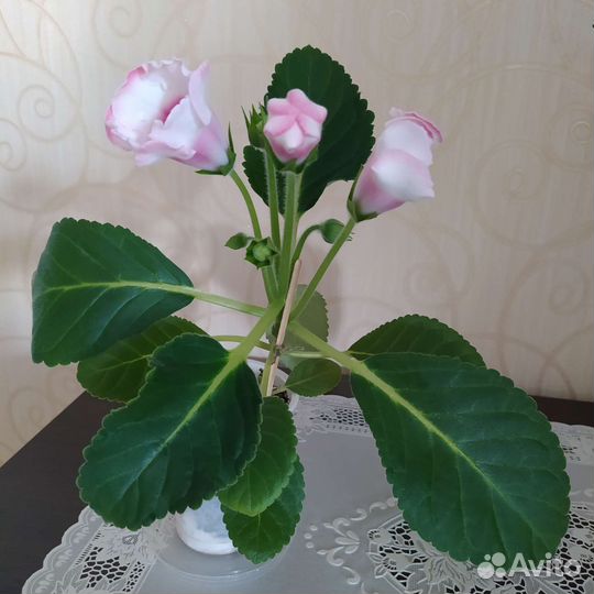 Глоксиния махровая цветущая