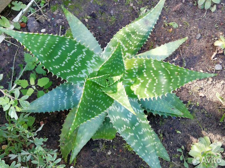 Алоэ тунисский (отростки)