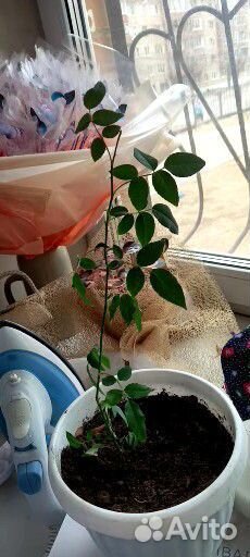 Роза комнатная