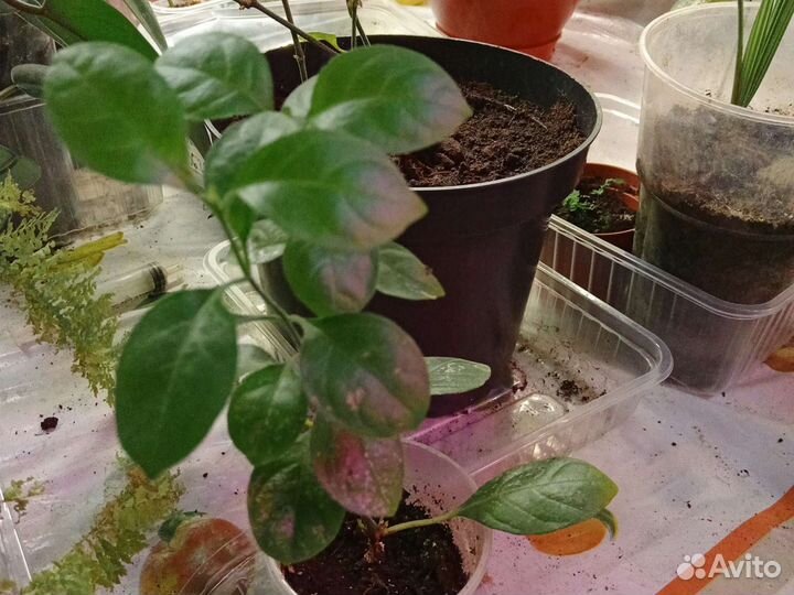 Барлерия красная