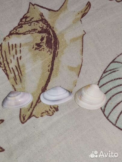 Ракушки разны