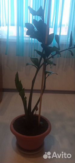 Замиокулькас