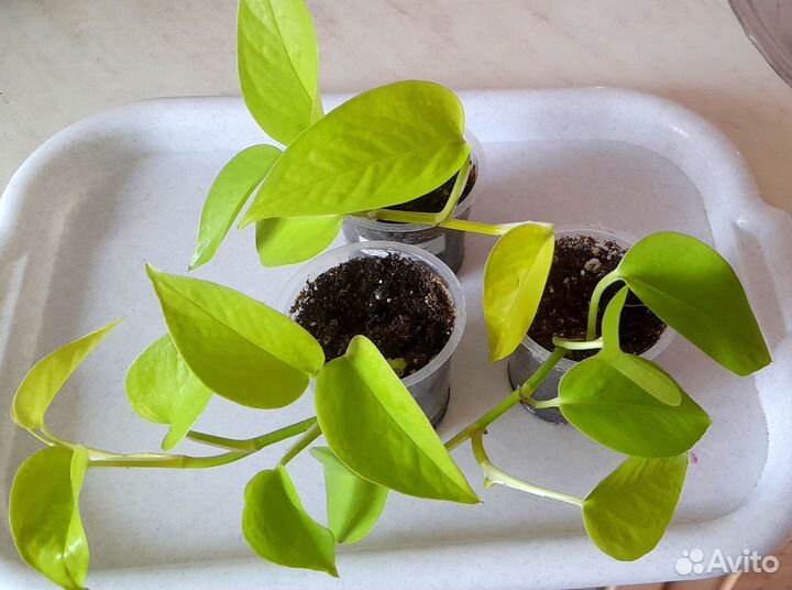 Сциндапсус (эпипремнум)