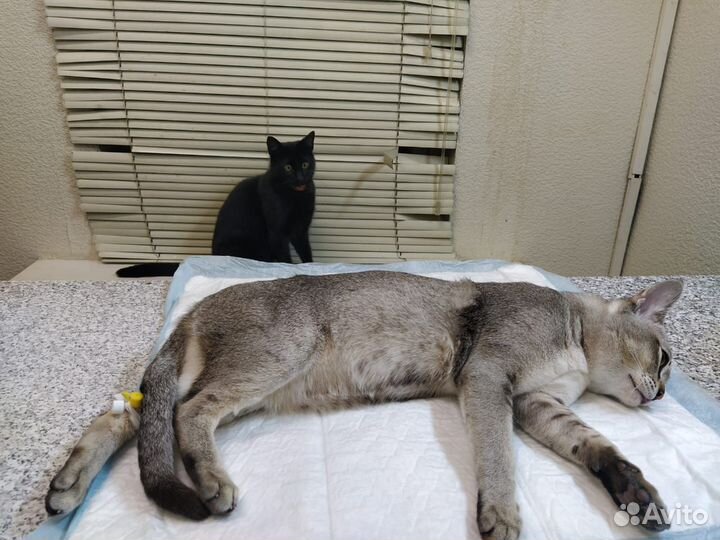 Ветеринар врач на дом Красногорск