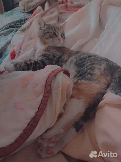Кошечка в добрые руки