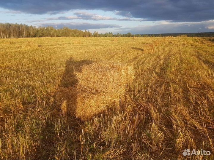 Солома пшеничная в тюках, сено, сенаж