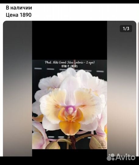 Фаленопсис бабочка