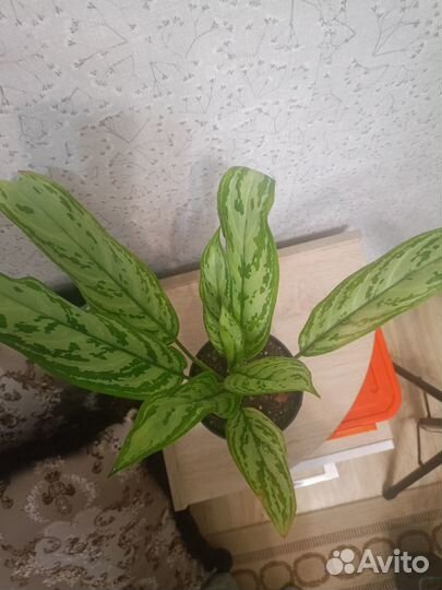 Комнатные растения