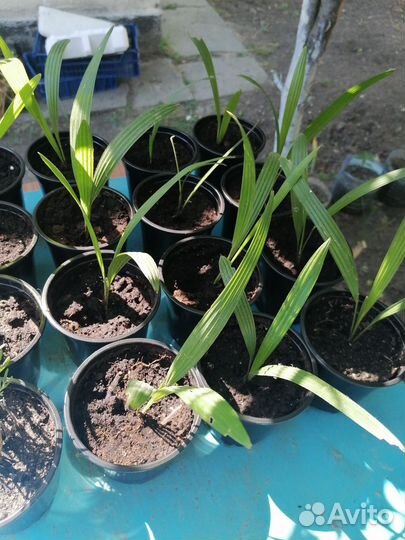 Пальма трахикарпус