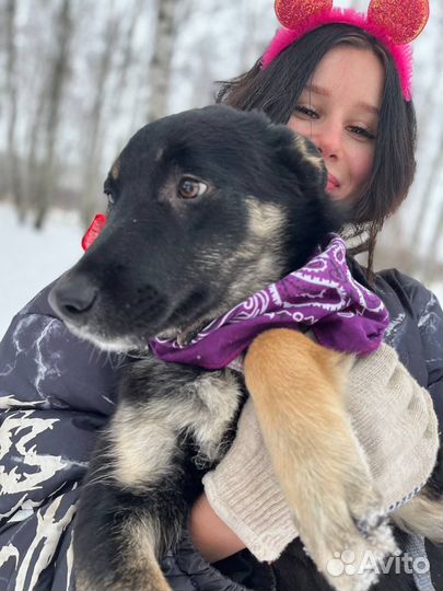 Маленькая собака в добрые руки