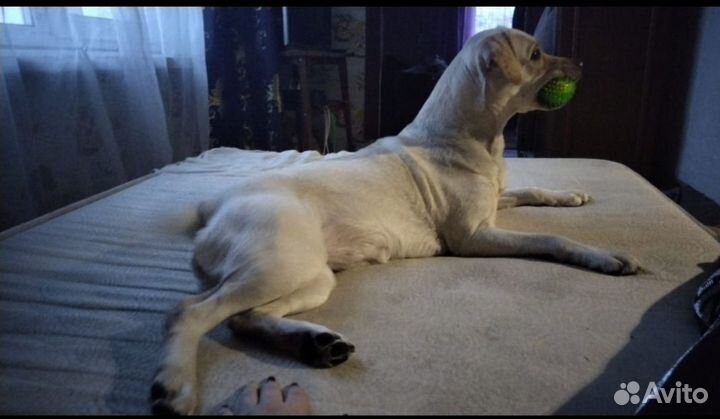 Отдам бесплатно