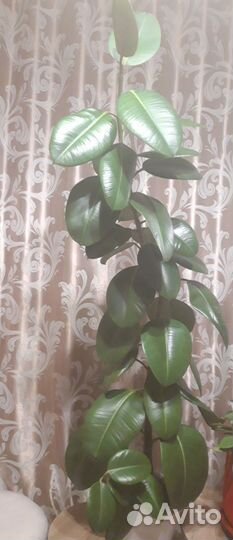Фикус каучуконосный большой