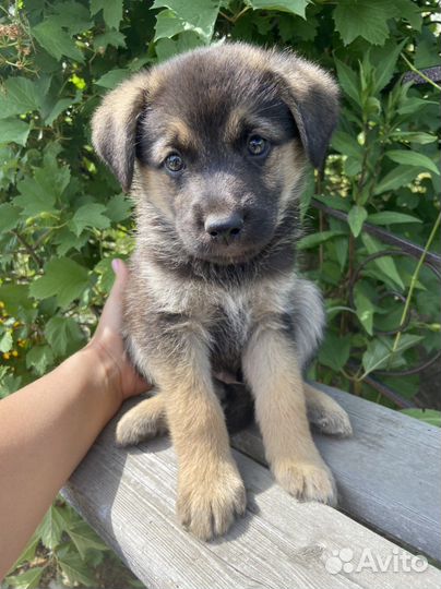 Щенок
