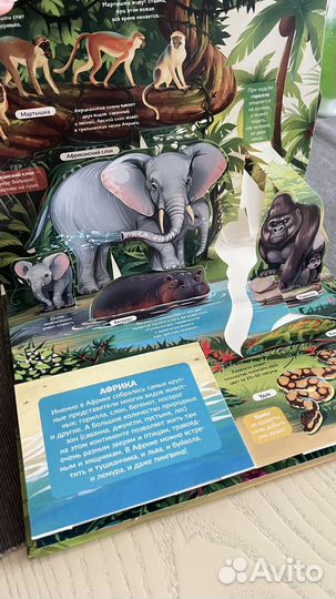 Джунгли книга-панорама